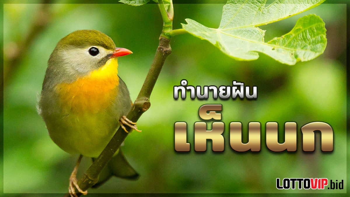 ฝันเห็นนก