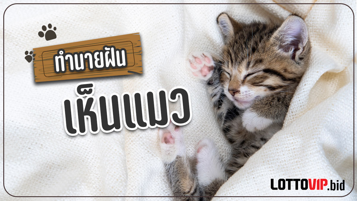 ฝันเห็นแมว