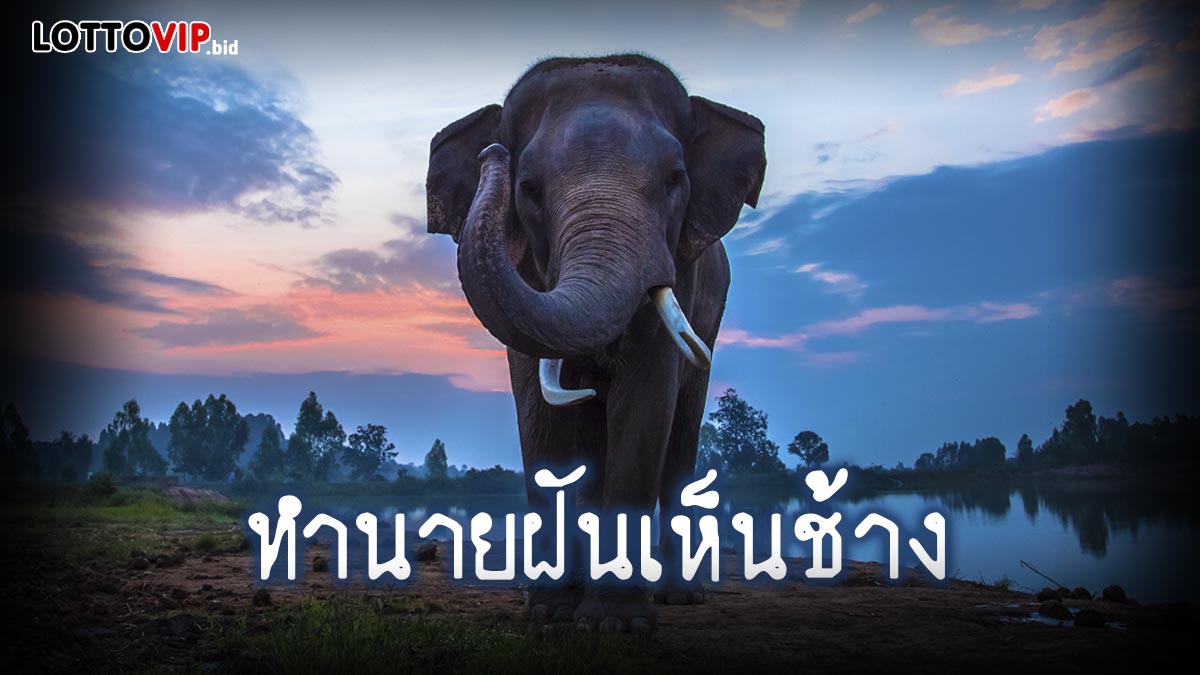 ฝันเห็นช้าง