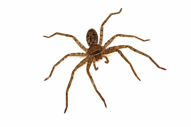 spider
