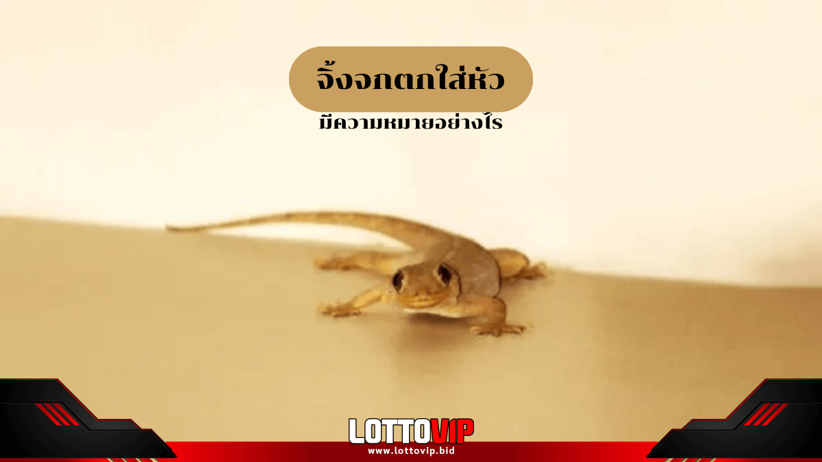 จิ้งจกตกใส่หัว