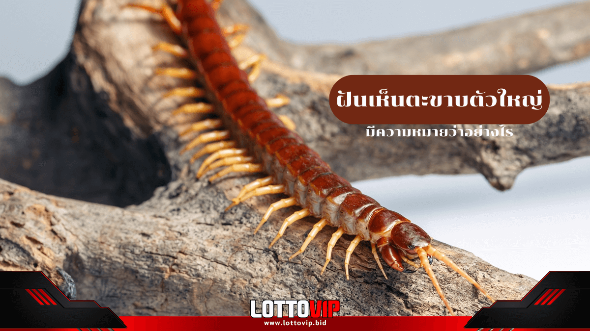 ฝันเห็นตะขาบตัวใหญ่