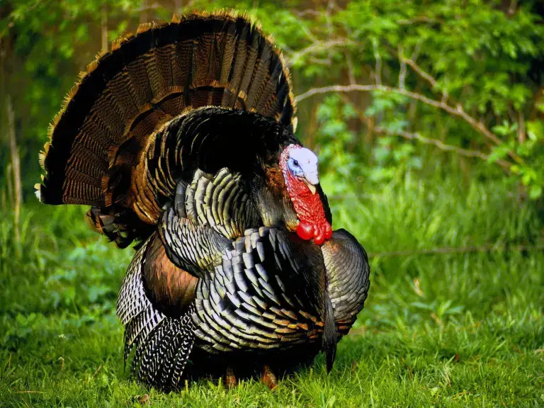 ไก่งวง1ตัว 