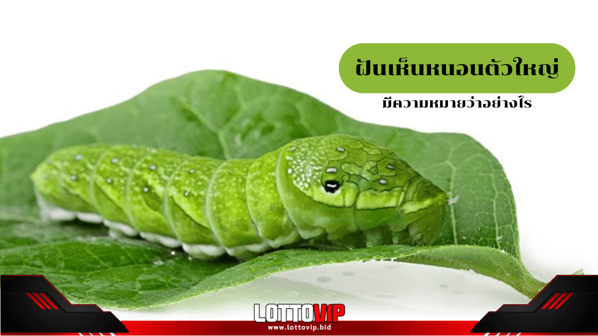 ฝันเห็นหนอนตัวใหญ่