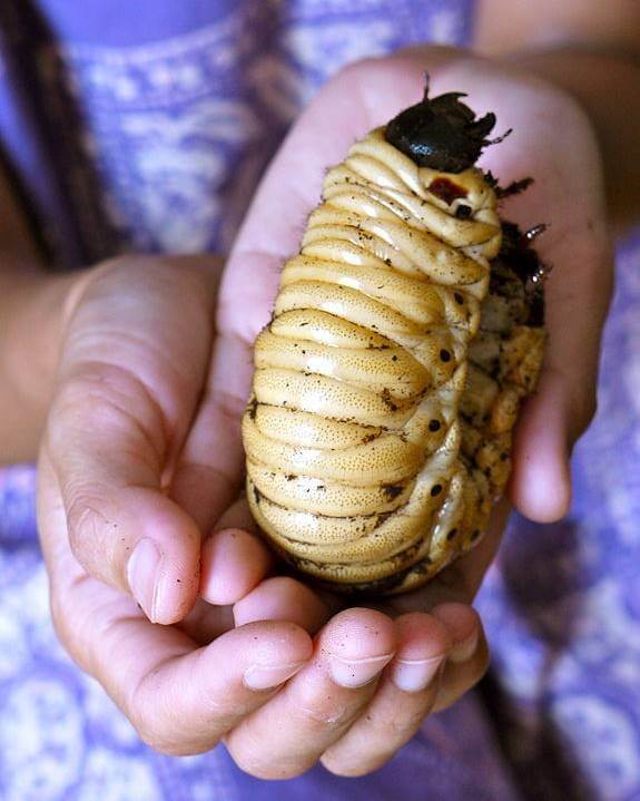 หนอนตัวใหญ่ที่สุดในโลก