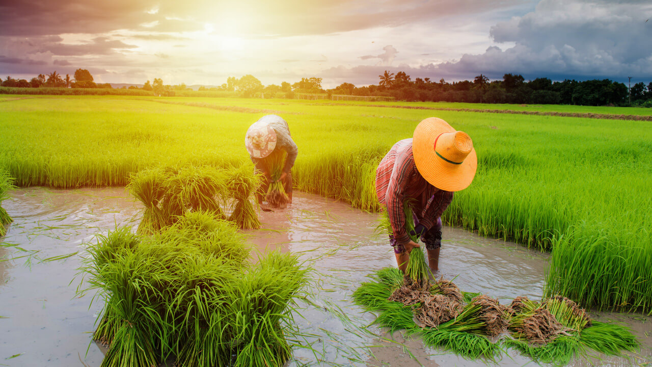 การทำนา 