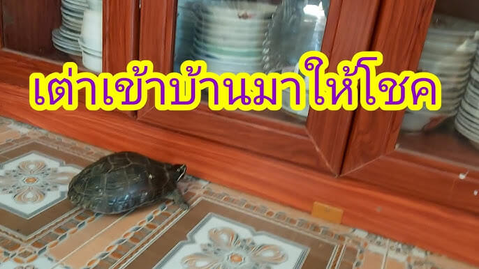 เต่าเข้าบ้านมาให้โชค 
