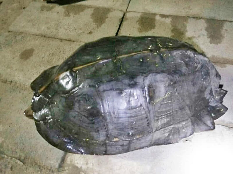 เต่าเข้ามาในบ้าน 