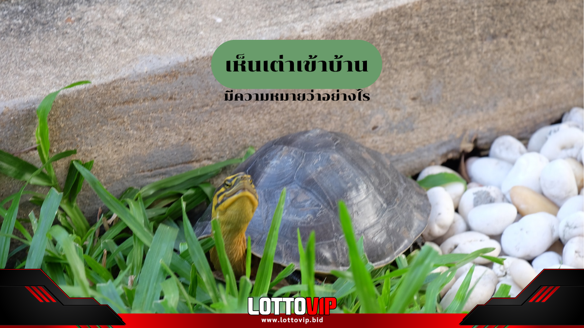 เห็นเต่าเข้าบ้าน