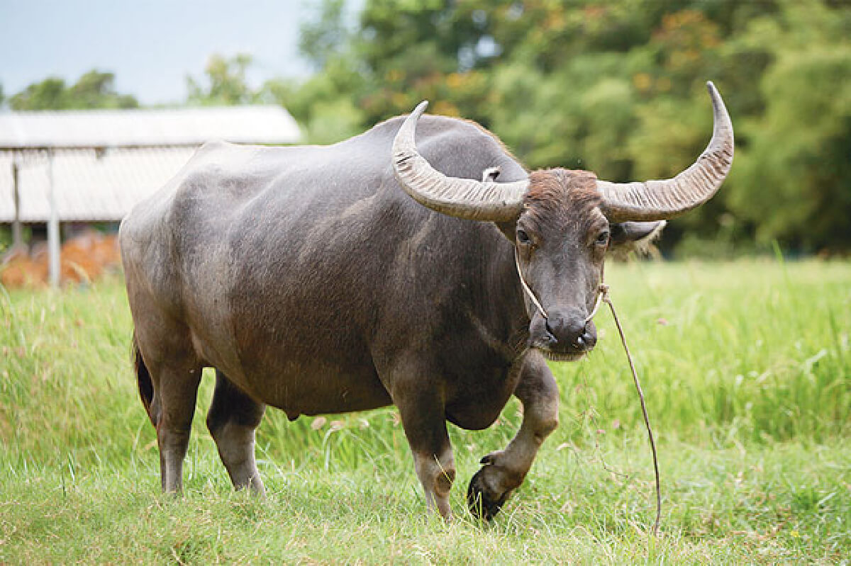 ควาย1ตัว