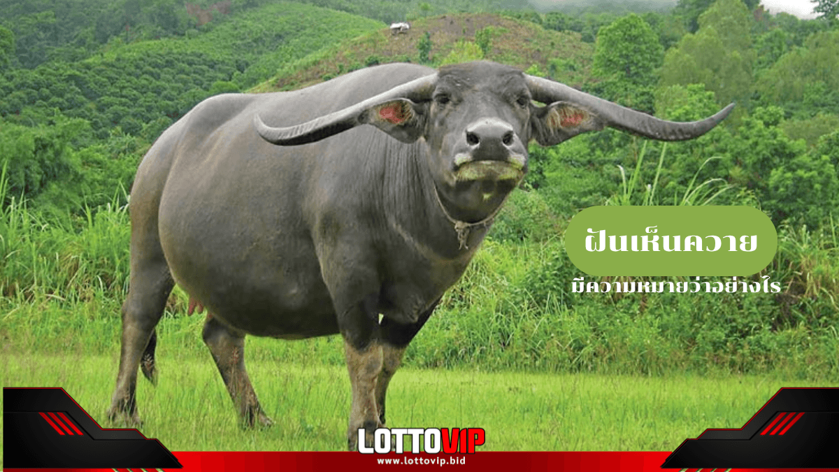 ฝันเห็นควาย