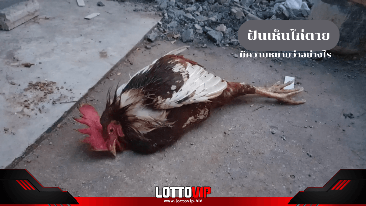 ฝันเห็นไก่ตาย