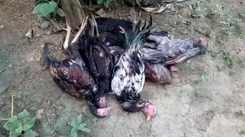 ไก่ตายหลายตัว
