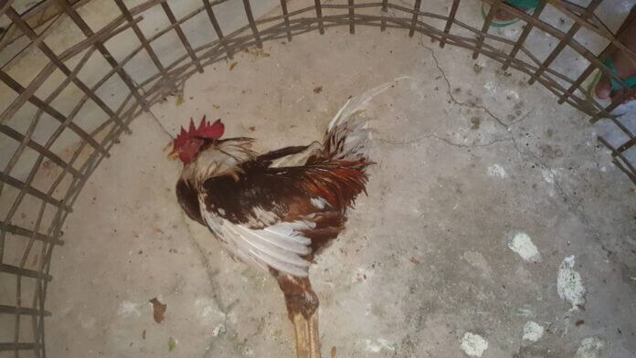 ไก่นอนตาย